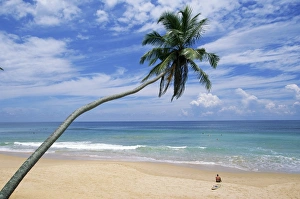 Tropical Island Vacation Spot Drucke: Palm tree and surfer