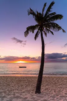 Palmbaum auf einer tropischen Strandstraße während des Sonnenuntergangs in Le Morne Brabant im Schwarzen Flussbezirk