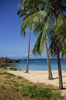 Central America Beach Vacation Drucke: Palm trees