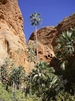 Western Australian Landscapes Drucke: Palm trees at approach to Echidna chasm