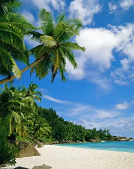 Drucke von Palmenbäume und Strand in den Seychellen Seychellen Drucke: Palmen und Strand