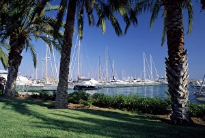 Mallorca Harbour Drucke: Palm trees and harbour