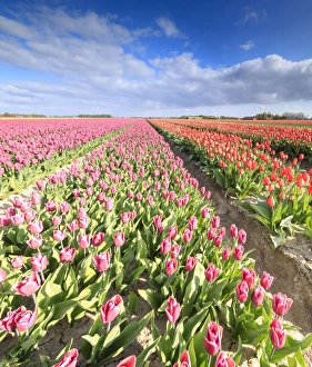 Tulip Fields Netherlands Drucke: Panorama of multicolored tulips during spring bloom, Oude-Tonge, Goeree-Overflakkee