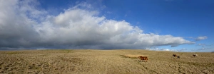 United Kingdom Rural Scenery Drucke: Panoramic view, The Epynt, Cambrian Mountains, Powys, Wales, United Kingdom, Europe