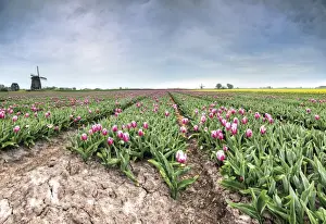 Netherlands Rural Landscapes Drucke: Panoramic view of multi-coloured fields of tulips and windmills, Berkmeer, Koggenland