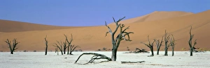 Dead Vlei Landscape Drucke: Panoramic view of sand dunes and dead trees