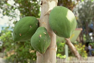 Southeast Asia Nature Images Drucke: Papaya fruit on tree, Bohol, Philippines, Southeast Asia, Asia