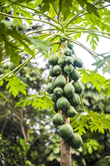 Bananenbaum der Amazonasregenwald Koka Südamerika Ecuador