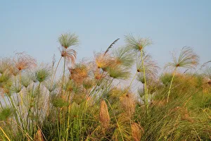 Okavango Delta Nature Reserve Drucke: Papyrus (Papyrus sp), Okavango Delta, Botswana, Africa