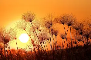 Papyrus Sedge Drucke: Papyrus sedge, Cyperus papyrus, sillhouetted at sunset, Chobe National Park, Botswana