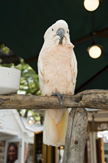 Contemporary Travel Photography Drucke: Parrot in cafe