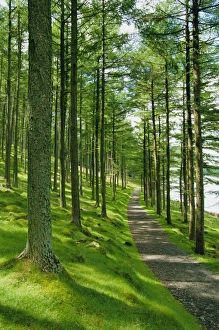 Lake District Hiking Trails Drucke: Path and sunlight through pine trees