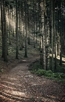 Italian Waterfalls Drucke: Path in the woods with sun light filtering through the trees, Dardagna Waterfalls