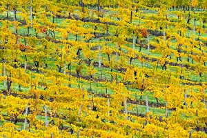 European Countryside Autumn Scene Drucke: Patterned rows of yellow vines in Autumn, Panzano in Chianti, Tuscany, Italy, Europe