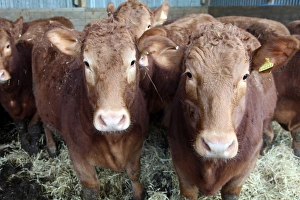 UK Livestock Photography Drucke: Pedigree South Devon cattle, Devon, England, United Kingdom, Europe