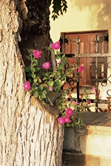 Greek Countryside Views Drucke: Pelion, Greece