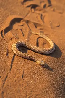 Namib Desert Snakes Drucke: Peringueys adder (sidewinding adder) (Bitis peringueyi) sidewinding