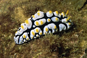 Borneo Marine Life Drucke: Phylldiana (Phyllidia)