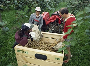 Pacific Island Photography Drucke: Pickers unloading kiwi fruit into a trailer amongst