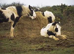 Great Britain Animal Images Drucke: Piebald Welsh ponies around a bale of hay