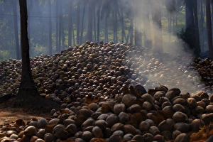 Tropical Botany Images Drucke: Piles of coconuts on Koh Samui