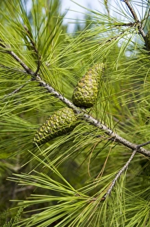 Greek Nature Photography Drucke: Pine cones and needles