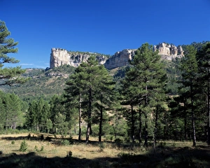 Pine Tree Landscape Europe Drucke: Pine forest and cliffs above the Jucar Gorge