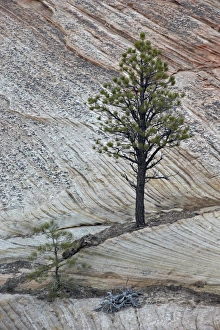 Utah Nature Photography Drucke: Pine tree growing on a sandstone ledge