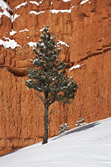 Pine Tree In Snow Drucke: Pine tree in front of red-rock face with snow on the ground