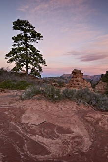 Colorful Rock Formations In Utah Drucke: Pine tree and sandstone at dawn with pink clouds, Zion National Park, Utah, United