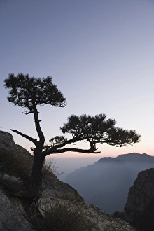 China UNESCO World Heritage Site Drucke: Pine tree silhouetted at dusk on Lushan mountain, UNESCO World Heritage Site