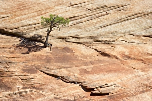 Zion National Park Photography Drucke: Pine tree on a slickrock face