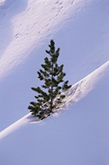 Pine Tree In Snow Drucke: Pine tree in snow