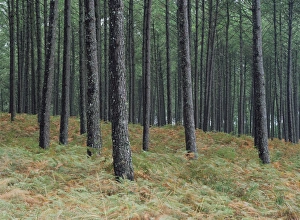 Tree Trunks In Europe Drucke: Pine tree trunks, Landes forest, near Lit et Mixe, Landes, Aquitaine, France, Europe