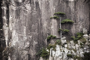 Eichebaum, Weiße Wolke Landschaftsarea, Berg Huangshan (Gelber Berg), Weltkulturerbe der UNESCO