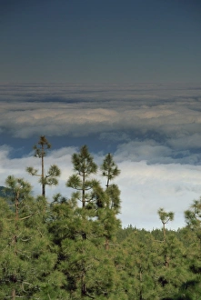 Spain National Parks Drucke: Pine trees above the clouds, Teide National Park, Tenerife, Canary Islands
