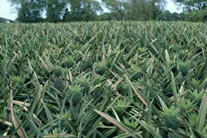Lesser Antilles Islands Drucke: Pineapples