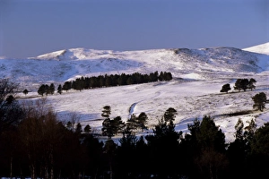 European Union Scenic Views Drucke: Pines on winter hillside