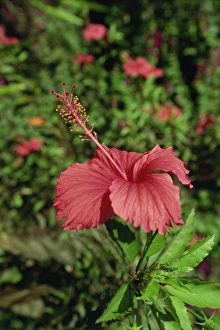 Maldives Beach Vacation Drucke: Pink hibiscus