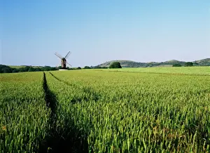 Die Pitstonemühle und das Feld mit Mais, mit dem Ivinghoeblick im Hintergrund der Chiltern