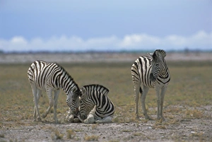 Namibian National Park Drucke: Plains zebras