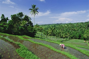 Indonesian Rice Cultivation Drucke: Planting rice