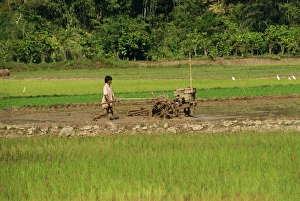 Asian Agricultural Practices Drucke: Ploughing paddy fields