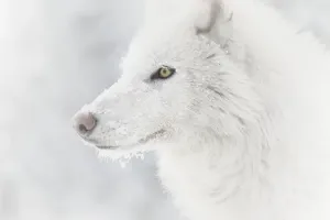 Drucke von Gelber Wolf des Arktischen Gebiets (Canis lupus arctos) Vater's Tag: Gelber Wolf des Arktiks