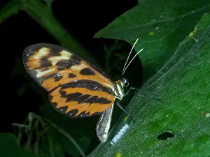 Peru Wildlife Conservation Drucke: Polymnia tigerwing, Mechanitis polymnia