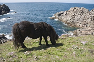 United Kingdom Nature Images Drucke: Ponies on Bryher, Isles of Scilly, Cornwall, United Kingdom, Europe
