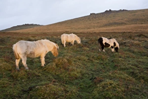 UK Rural Landscapes Drucke: Ponies grazing, tor in background, Dartmoor National Park, Devon, England, United Kingdom
