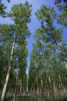 European Union Travel Destination Drucke: Poplar grove