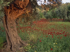 Mediterranean Landscape Photography Drucke: Poppies beneath an old olive tree