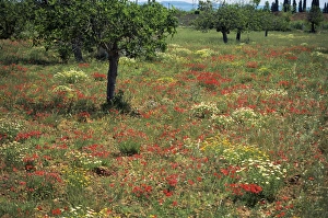 Mallorca Travel Destination Drucke: Poppies, Majorca